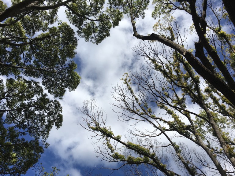 Peaceful skies and trees