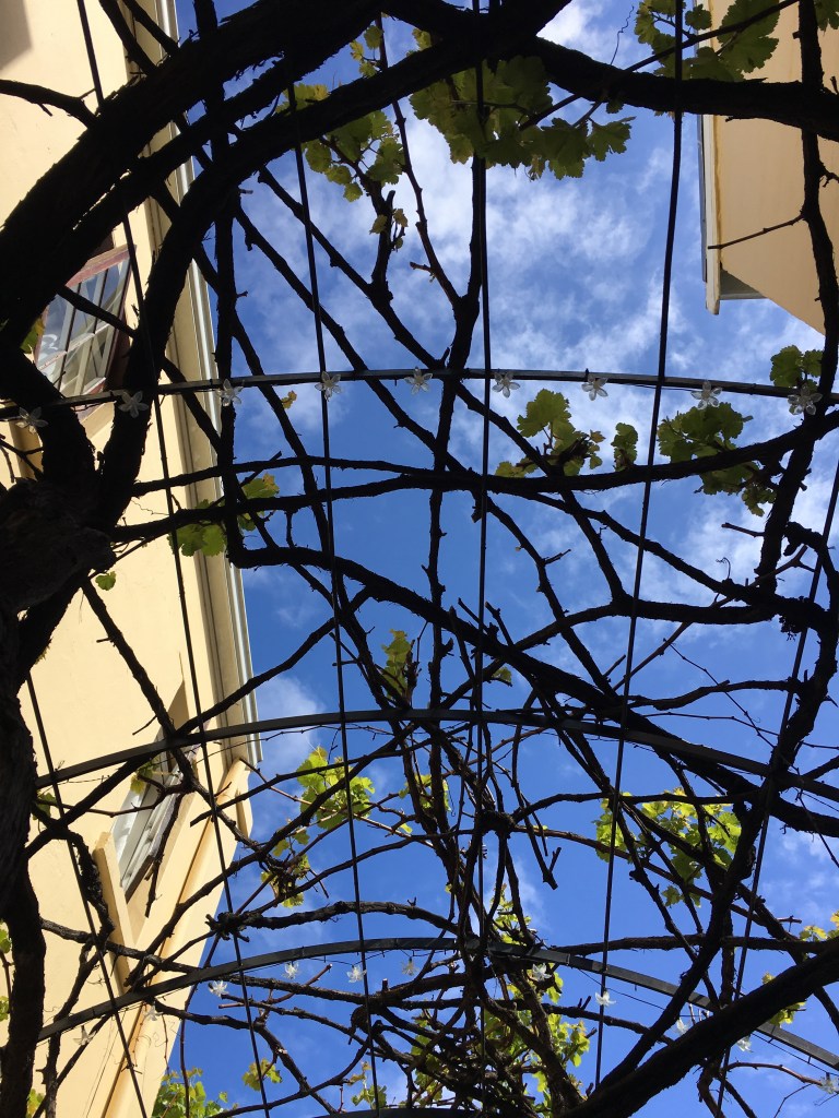 Cape Town grapevine blue sky scenic